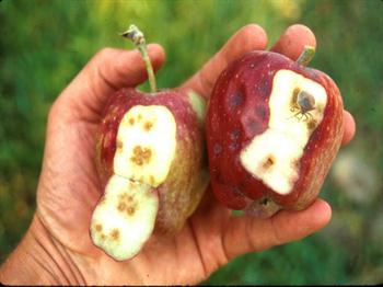 شانکرسیتوسبورایی سیب